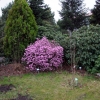 Praecox- dauricum - Рододендрон даурский - Praecox- dauricum - Rhododendron