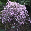Praecox- dauricum - Рододендрон даурский - Praecox- dauricum - Rhododendron