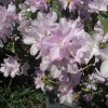 Praecox- dauricum - Рододендрон даурский - Praecox- dauricum - Rhododendron