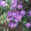 Tamarindos - ponticum - Różanecznik wielkokwiatowy - Tamarindos - ponticum - Rhododendron hybridum