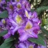 Tamarindos - ponticum - Różanecznik wielkokwiatowy - Tamarindos - ponticum - Rhododendron hybridum