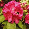Caractacus catawbiense - Рододендрон гибридный - Caractacus catawbiense - Rhododendron hybridum