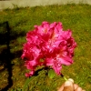 Caractacus catawbiense - Рододендрон гибридный - Caractacus catawbiense - Rhododendron hybridum