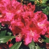 Caractacus catawbiense - Рододендрон гибридный - Caractacus catawbiense - Rhododendron hybridum