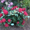 Cardinal - Рододендрон гибридный - Cardinal - Rhododendron hybridum