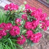 Cardinal - Рододендрон гибридный - Cardinal - Rhododendron hybridum