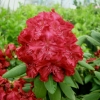 Cardinal - Рододендрон гибридный - Cardinal - Rhododendron hybridum