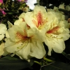 Goldbukett - wardii  hybr. - Рододендрон гибридный - Goldbukett - wardii  hybr. - Rhododendron hybridum
