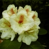 Goldbukett - wardii  hybr. - Рододендрон гибридный - Goldbukett - wardii  hybr. - Rhododendron hybridum