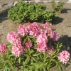 Haaga - Rhododendron hybrid - Haaga - Rhododendron hybridum