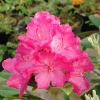 Hellikki - Rhododendron - Hellikki - Rhododendron