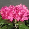 Hellikki - Rhododendron - Hellikki - Rhododendron