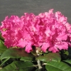 Hellikki - różanecznik wielkokwiatowy - Hellikki - Rhododendron