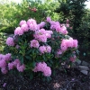 Helsinki University - brachycarpum-hybr. - różanecznik wielkokwiatowy - Helsinki University - brachycarpum-hybr. - Rhododendron hybridum