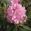 Helsinki University - brachycarpum-hybr. - Rhododendron hybrid - Helsinki University - brachycarpum-hybr. - Rhododendron hybridum