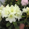 Hong Kong - Рододендрон гибридный - Hong Kong - Rhododendron hybridum