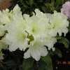 Hong Kong - Рододендрон гибридный - Hong Kong - Rhododendron hybridum