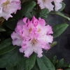 Pohjola's Daughter - Rhododendron Hybride - Pohjola's Daughter - Rhododendron hybridum