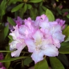 Pohjola's Daughter - Rhododendron Hybride - Pohjola's Daughter - Rhododendron hybridum