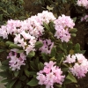 Pohjola's Daughter - Rhododendron hybrid - Pohjola's Daughter - Rhododendron hybridum