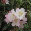 St. Michel - Rhododendron hybrid - St. Michel - Rhododendron hybridum