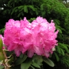 Walküre - Рододендрон гибридный - Walküre - Rhododendron hybridum