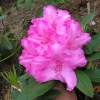 Walküre - Рододендрон гибридный - Walküre - Rhododendron hybridum