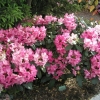 Walküre - Рододендрон гибридный - Walküre - Rhododendron hybridum