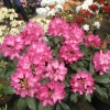 Walküre - Рододендрон гибридный - Walküre - Rhododendron hybridum