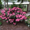 Fantastica - różanecznik jakuszimański - Fantastica - Rhododendron yakushimanum