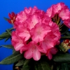 Fantastica - Rhododendron yakushimanum - Fantastica - Rhododendron yakushimanum