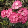 Fantastica - Rhododendron yakushimanum - Fantastica - Rhododendron yakushimanum