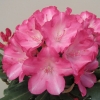 Fantastica - Rhododendron yakushimanum - Fantastica - Rhododendron yakushimanum