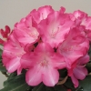 Fantastica - różanecznik jakuszimański - Fantastica - Rhododendron yakushimanum