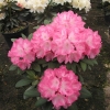 Daniela - różanecznik jakuszimański - Daniela - Rhododendron yakushimanum