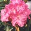 Lumina - Rhododendron yakushimanum - Lumina - Rhododendron yakushimanum