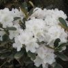 Schneekrone - Różanecznik jakuszimański - Schneekrone - Rhododendron yakushimanum