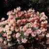Percy Wiseman - Rhododendron yakushimanum - Percy Wiseman - Rhododendron yakushimanum