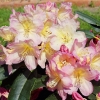 Percy Wiseman - Rhododendron yakushimanum - Percy Wiseman - Rhododendron yakushimanum
