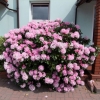 Silberwolke - Рододендрон Якушиманский - Silberwolke - Rhododendron yakushimanum
