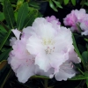 Silberwolke - Рододендрон Якушиманский - Silberwolke - Rhododendron yakushimanum