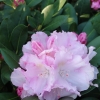 Silberwolke - Рододендрон Якушиманский - Silberwolke - Rhododendron yakushimanum