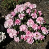 Silberwolke - Рододендрон Якушиманский - Silberwolke - Rhododendron yakushimanum
