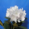 Silberwolke - Рододендрон Якушиманский - Silberwolke - Rhododendron yakushimanum