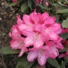 Sneezy - Rhododendron yakushimanum - Sneezy - Rhododendron yakushimanum