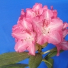 Sneezy - Rhododendron yakushimanum - Sneezy - Rhododendron yakushimanum