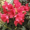 Scarlet Wonder - Rhododendron repens - Scarlet Wonder - Rhododendron repens