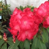Halfdan Lem - Rhododendron hybrid - Halfdan Lem - Rhododendron hybridum