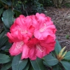 Halfdan Lem - różanecznik wielkokwiatowy - Halfdan Lem - Rhododendron hybridum