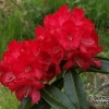 Halfdan Lem - Рододендрон гибридный - Halfdan Lem - Rhododendron hybridum